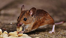 24 Hour & Emergency Exterminators in Delran, NJ